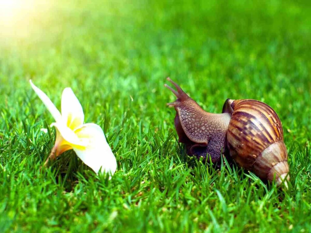 Lumache Da Giardino: 10 Rimedi Naturali Per Allontanarle Dalle Tue Piante - 8