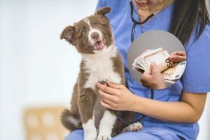 cane e veterinario con soldi im un cerchietto