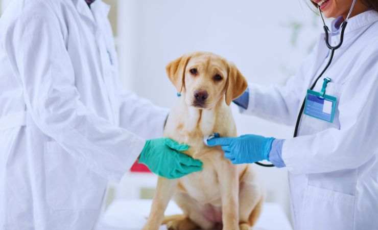 un cane con due veterinari