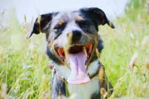 cane accaldato nel prato