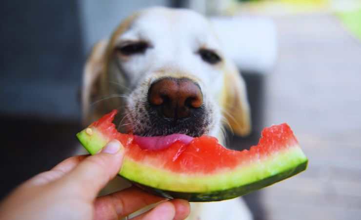 cane che mangia una fetta di anguria