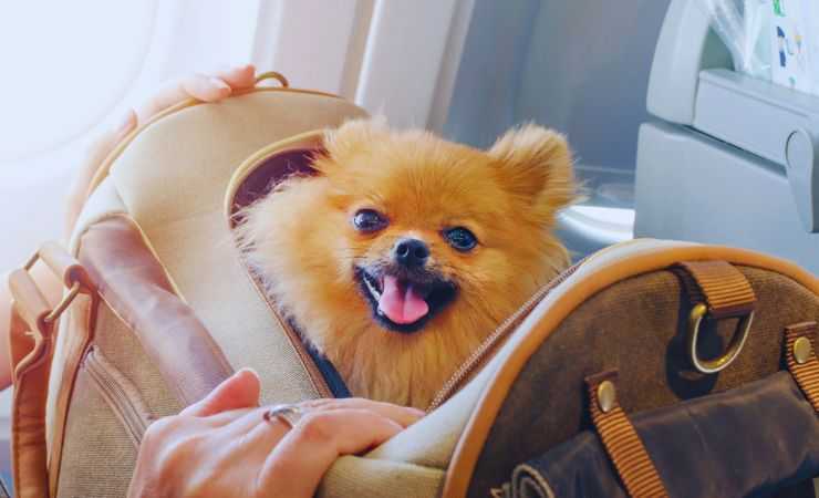 un cane in una valigia