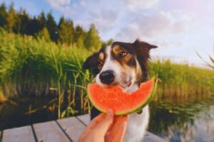 cane che mangia una fetta di anguria