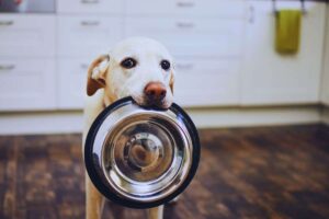 cane con una ciotola in bocca