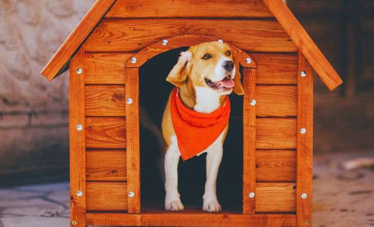 cane dentro la cuccia e con un bavaglio