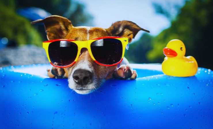 cane in piscina con gli occhiali da sole
