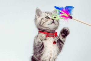 un gatto che gioca