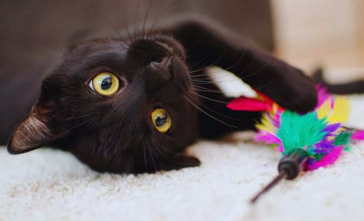 gatto che gioca