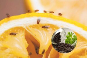 un'arancia con le mosche e nel cerchietto dei grani di pepe