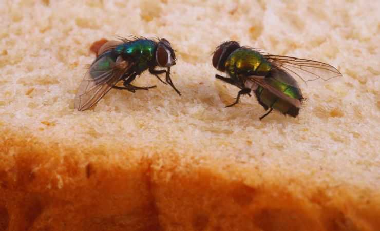 mosche sul pane