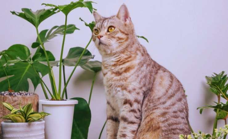 gattino tra le piantine