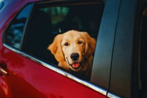 cane seduto in auto