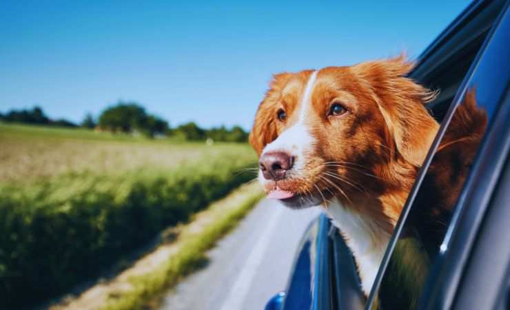 cane che viaggia in auto con la testa fuori dal finestrino