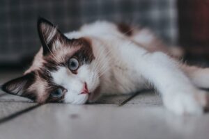 Primo piano di gatto