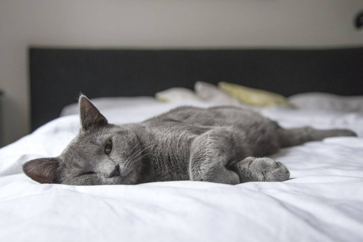 Primo piano di gatto